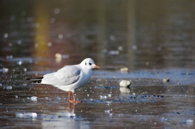 Donmuş gölde martı.
