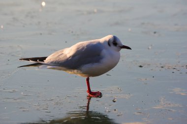Donmuş gölde martı.