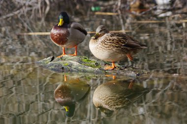 Su seviyesi ve ördek aynası..