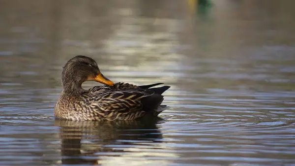 Gölün yüzeyinde bir ördek.