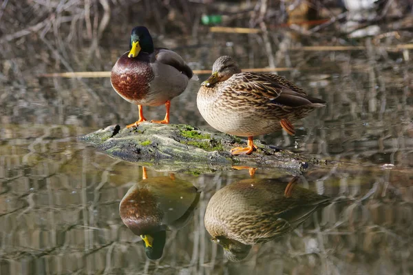 Su seviyesi ve ördek aynası..