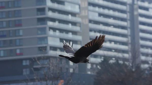 Şehirde uçan karga..