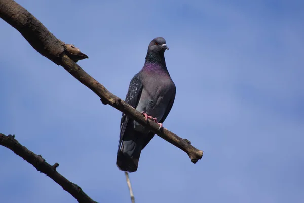 Pigeon Sur Une Branche Arbre — Photo