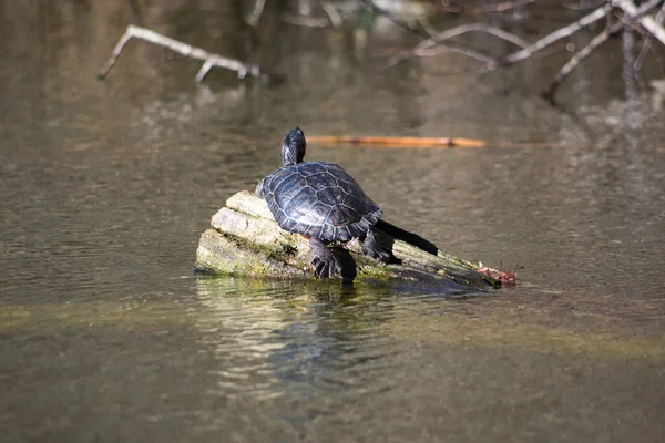 Gölün ortasında bir kaplumbağa..