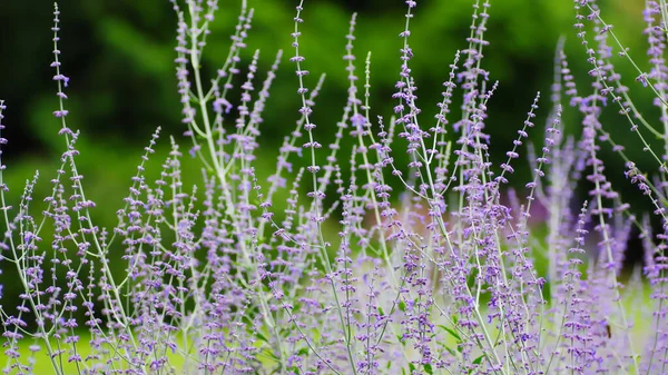 Bahçede çok lavanta var..