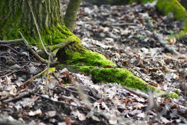 Ağaç gövdesinde yosun.