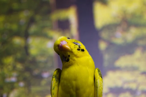 Sarı arka planda sarı muhabbet kuşu.