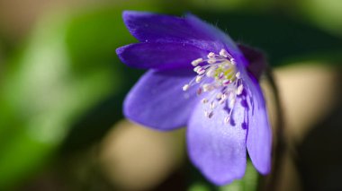 Baharda yeşil arka planda mavi çiçek.