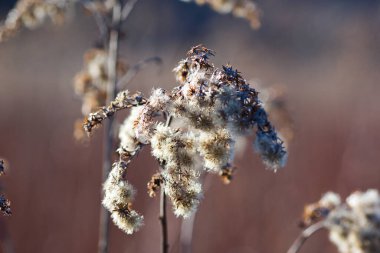 Kahverengi arka planda bir bitki.