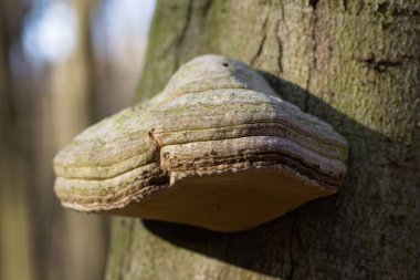 Ormandaki ağaçta mantar.