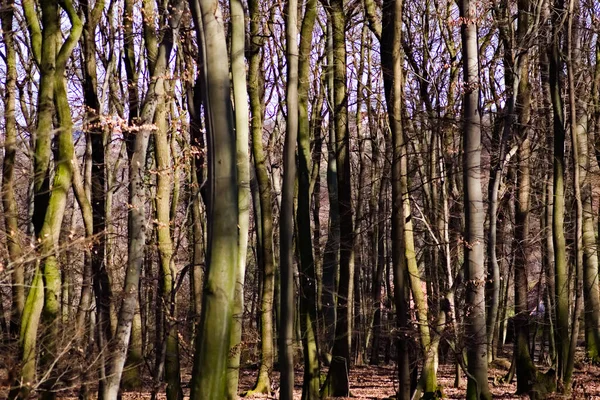 Ormanda çok ağaç var..