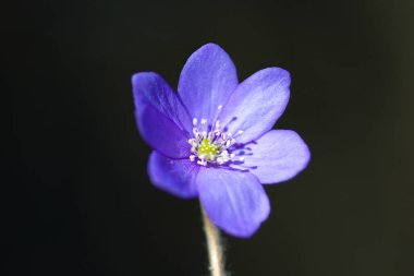 Küçük mavi bir çiçeğe yakın çekim.