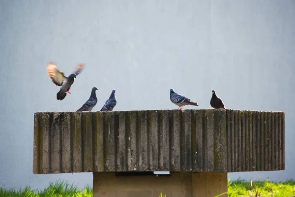 Beton bir üste güvercinler.