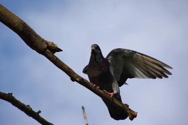 Bir ağaç dalında güvercin.