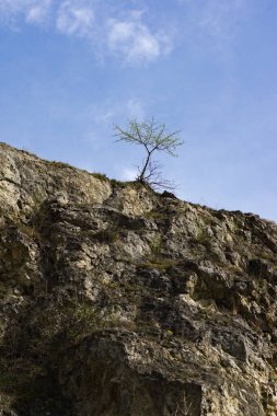 Bir kayanın üzerindeki yalnız ağaç.