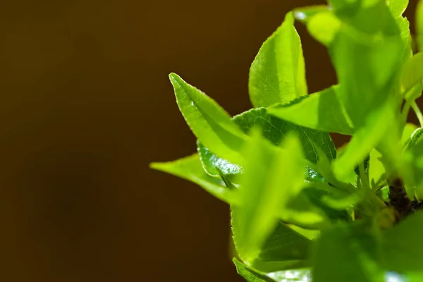 Bir ağaç bahar yapraklarda.
