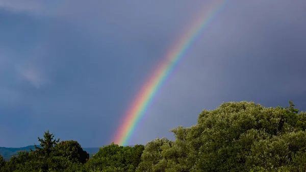 Rainbow Green Forest Stock Photo