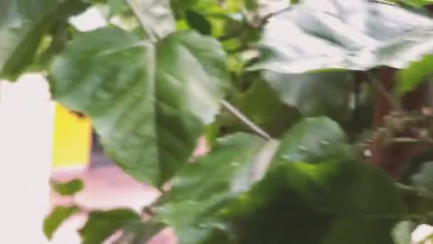 Spousta Syrového Čerstvá Vášeň Ovoce Stromě Vášeň Ovoce Farma — Stock video