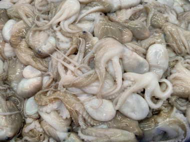 Marketteki sepetteki ahtapot süpermarketlerde satılmayı bekliyor. Deniz ürünleri Festivali kutlayın