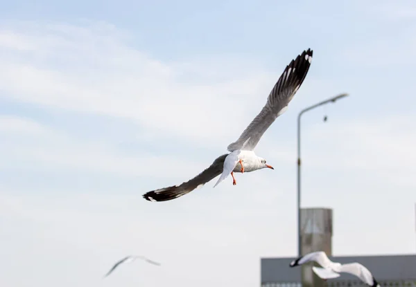 Seagulls are flying, symbolizing freedom and nature. A white tern hovering over food from people. Freedom