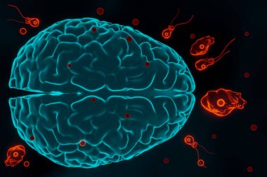 Beyin yiyen amip enfeksiyonu, naegleriasis. Kırbaçlanmış formlar, trofozitler ve parazit Naegleria fowleri kistleri.
