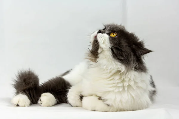 Персидская Кошка Сидящая Белом Фоне Изолированная — стоковое фото