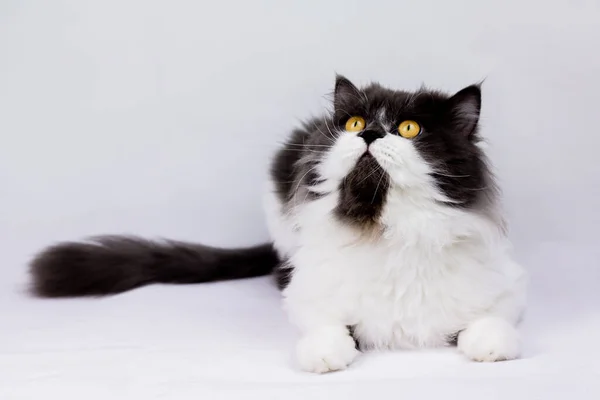 Персидская Кошка Сидящая Белом Фоне Изолированная — стоковое фото