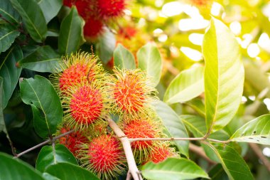 Ağaçta Rambutan var. Rambutan tropikal bir meyvedir, tatlıdır. Kırmızı Rambutan, doğal bahçesinde yeşil yaprakları olan bir ağaca asılı.