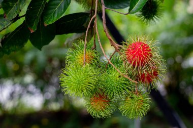 Ağaçta Rambutan var. Rambutan tropikal bir meyvedir, tatlıdır. Kırmızı Rambutan, doğal bahçesinde yeşil yaprakları olan bir ağaca asılı.