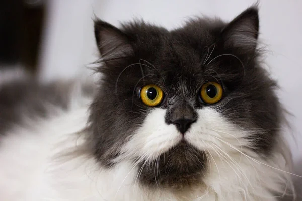 Gato Persa Sentado Mirada Sobre Fondo Blanco Superior Aislado — Foto de Stock