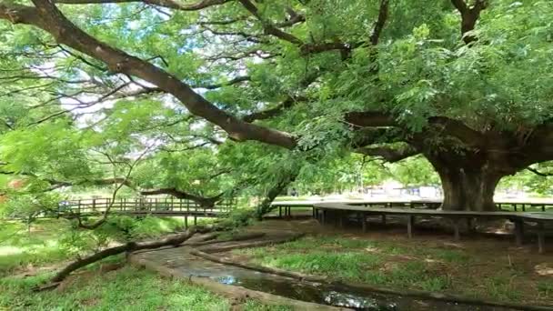Duże drzewo deszczowe lub małpa w Kanchanaburi, Tajlandia — Wideo stockowe