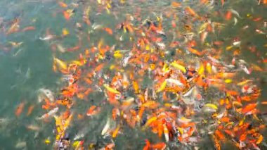 4k kalabalık sazan ya da koi balığını yeşil su havuzunda beslemek  