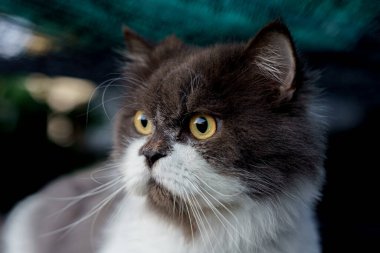 Persian cat white and gray sitting on concrete floor and look straight.alone emotion relax