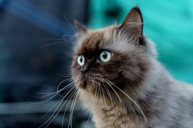 Persian cat white and gray sitting on concrete floor and look straight.alone emotion relax
