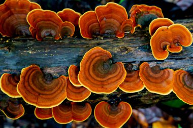 microporus vernicipes mushroom growing on decaying wood in the forest macro photo close up.