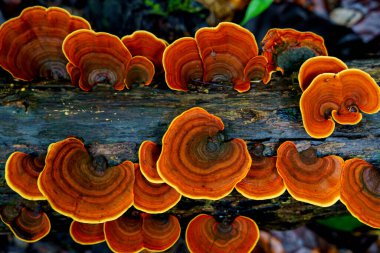 microporus vernicipes mushroom growing on decaying wood in the forest macro photo close up.