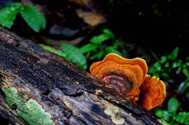 microporus vernicipes mushroom growing on decaying wood in the forest macro photo close up.
