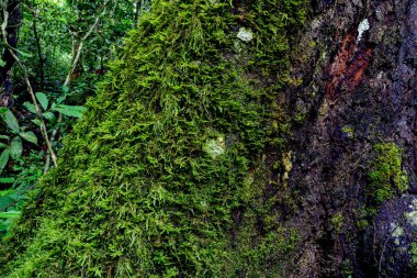 tropical rainforest with big trees moss waterfall grasshopper mountain clamsand lizard