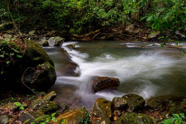 tropical rainforest with big trees moss waterfall grasshopper mountain clamsand lizard