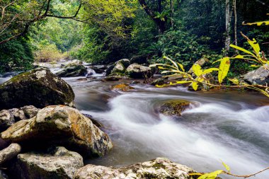 tropical rainforest with big trees moss waterfall grasshopper mountain clamsand lizard