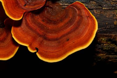 microporus vernicipes mushroom growing on decaying wood in the forest macro photo close up.