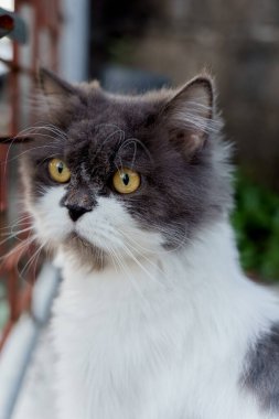 Persian cat white and gray sitting on concrete floor and look straight.alone emotion relax