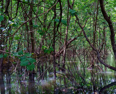 mangrove tree roots that grow above sea water. Mangroves function as plants that are able to withstand