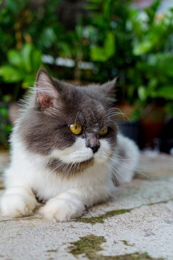 Pers kedisi, en sevdiği kedi çimlerini çimento zemininde otlatıyor.