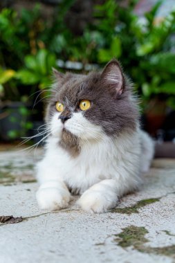 Pers kedisi, en sevdiği kedi çimlerini çimento zemininde otlatıyor.