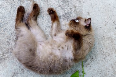 Pers kedisi, en sevdiği kedi çimlerini çimento zemininde otlatıyor.