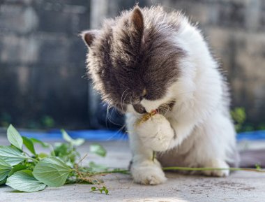 Pers kedisi, en sevdiği kedi çimlerini çimento zemininde otlatıyor.