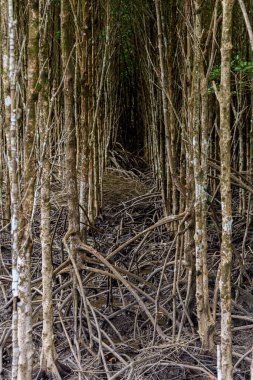 Deniz suyunun üzerinde yetişen mangrov ağacı kökleri. Mangrovlar deniz suyuna dayanabilen bitkiler gibi çalışırlar.