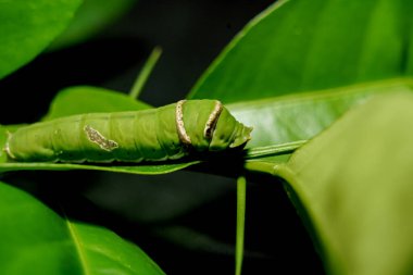 yeşil tırtıl kelebeği ve siyah arka planda yaşlı yaprak. Nadir bulunan yelken balığı kelebeğinin tırtılı. 