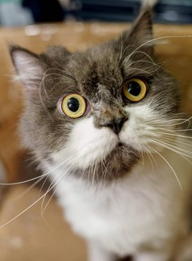 Pers Kedisi Saçından Sonra Kırmızı Kutuda Güzelce Oturuyor, Taze Bakımlı İran Kedisi Kırmızı Kutuda Oturuyor.